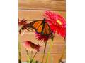 Monarch butterfly gerbera
